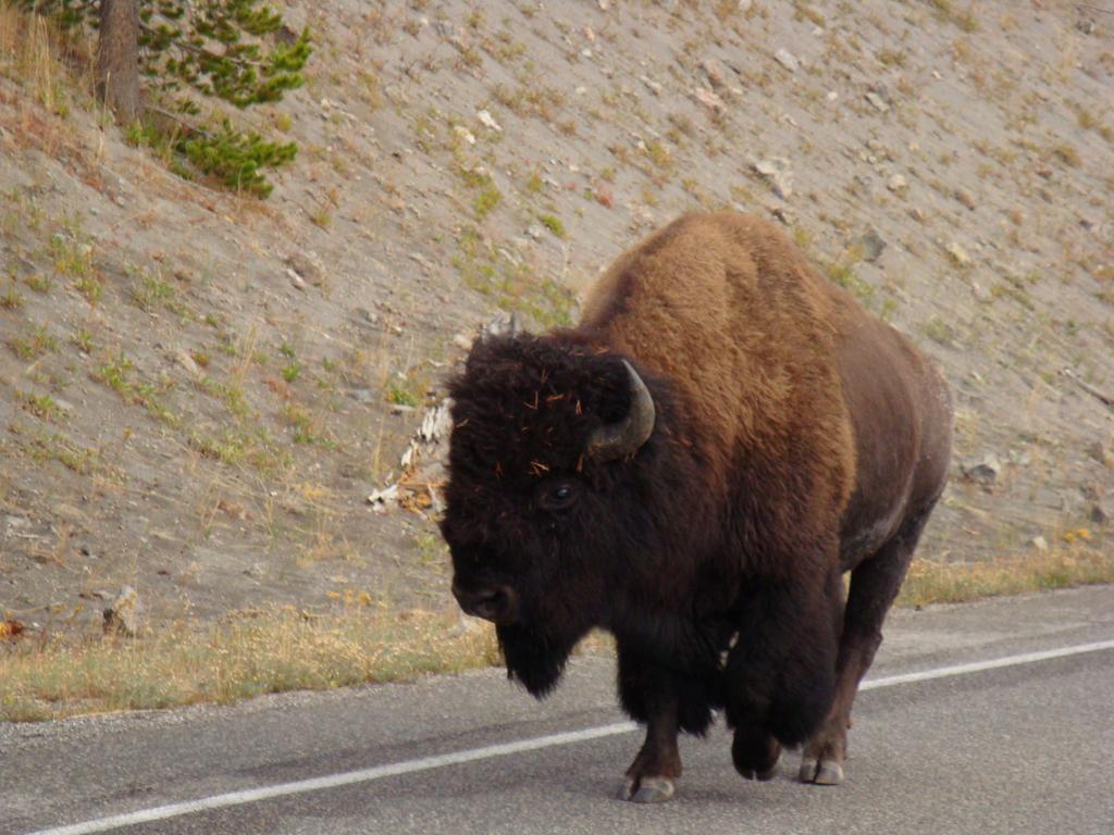 Yellowstone Wildlife Cabins West Yellowstone Esterno foto